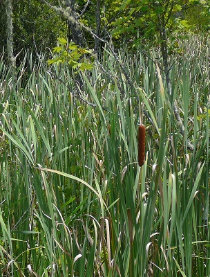 cat tails at Newport News Park