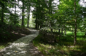White Oak Nature Trail at Newport News Park