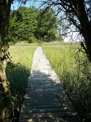 York River State Park trail boardwalk through marsh grasses